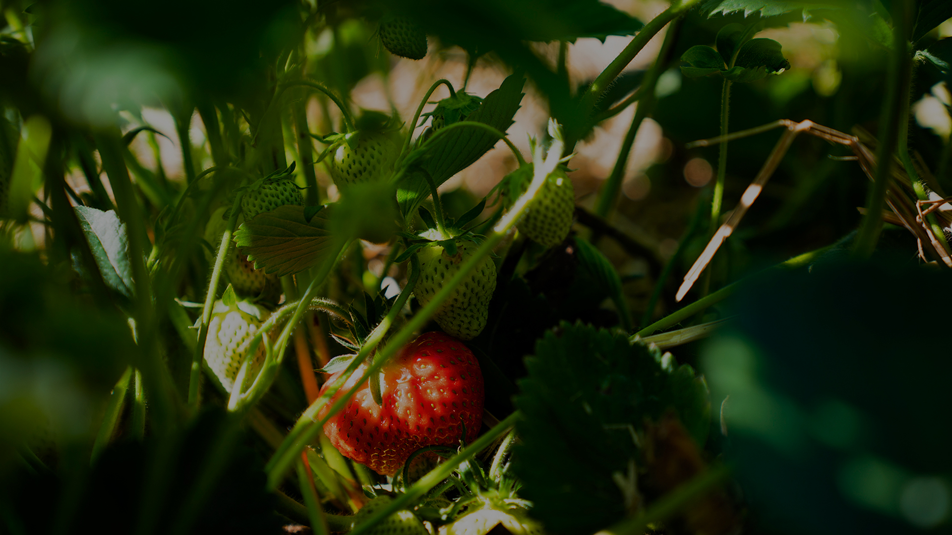 Erdbeerstrauch mit vielen grünen und einer roten Frucht