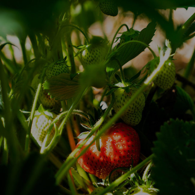 Erdbeerstrauch mit vielen grünen und einer roten Frucht