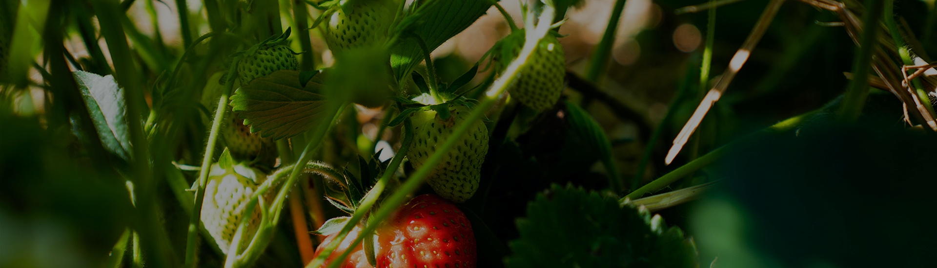 Erdbeerstrauch mit vielen grünen und einer roten Frucht